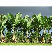 Image result for Banana Palm Tree