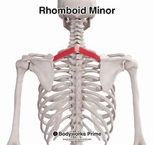 Image result for Left Rhomboid Muscle