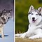 Image result for Baby Wolf Husky Snow