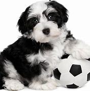 Image result for Havanese Fully Grown