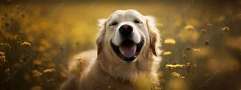 Image result for Dog Spa Facebook Banner