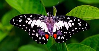 Image result for Amazing Butterflies