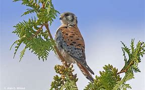 Image result for Identify American Kestrel