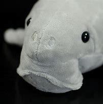 Image result for Dugong Stuffed Animal