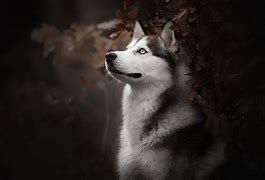 Image result for Husky Dog PFP