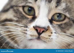 Image result for Macro TabbyCat