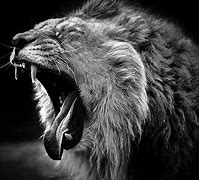 Image result for Lion Wallpaper Black and White