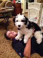 Image result for Sheepadoodle Images