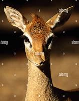 Image result for Dik Dik Nose