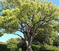 Image result for Camphor Tree Symbol