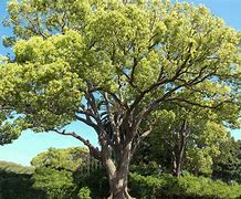 Image result for Camphor Tree New Leaves