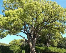 Image result for Cinnamon Camphor Tree