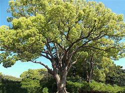 Image result for Camphor Tree Images