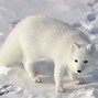 Image result for Arctic Fox HD