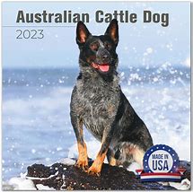 Image result for Cattle Dog Calendar