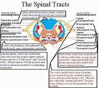 Image result for Spinal Chart Hand Out