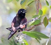 Image result for Funny Birds with Arms