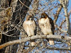 Image result for Bird Hawk Animals