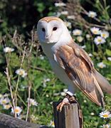 Image result for Barn Owl Pair