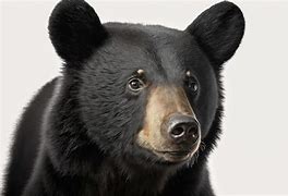 Image result for Black Bear Head White Background