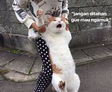 Image result for Muka Kucing Sedih Meme