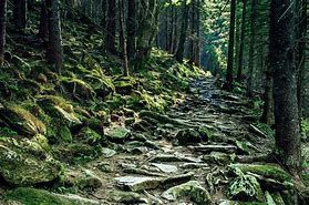 Image result for Sweden Forest