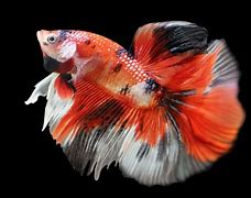 Image result for Brown Koi Fish