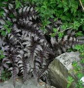 Image result for Athyrium Burgundy Lace