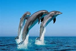 Image result for Free Dolphin