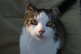 Image result for Darn Cat Activity