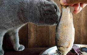 Image result for Cats Like Fish