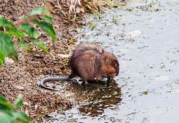 Image result for Arkansas Muskrat