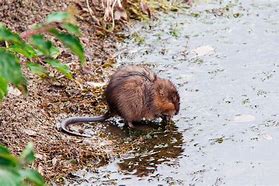 Image result for Blind Muskrat