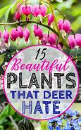 Image result for Deer Tolerant Plant