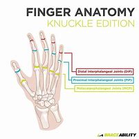 Image result for Finger Knuckle Names