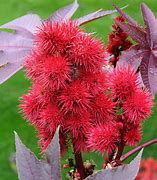 Image result for Castor Bean Plant Flowers