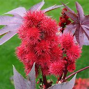 Image result for Golden Autumn Castor Bean Plant Picture