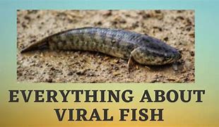 Image result for Viraity Fish