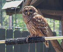 Image result for Owl Zoo