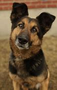 Image result for German Shepherd Mixed Breeds