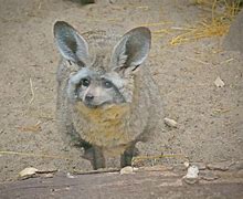 Image result for Bat Anthro Ears