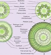 Image result for Vascular Cambium Old Stem