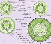 Image result for Vascular Cambium