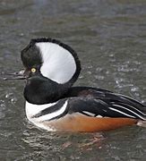 Image result for Hooded Merganser Fskeleton