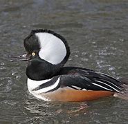 Image result for Hooded Merganser Black and White