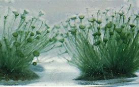 Image result for Algae Biology