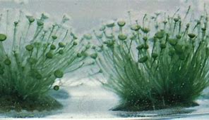 Image result for Algae Adaptations