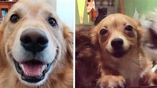 Image result for Smiling Doggo