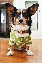 Image result for Corgi in Hoodie