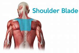 Image result for Muscle Under Shoulder Blade